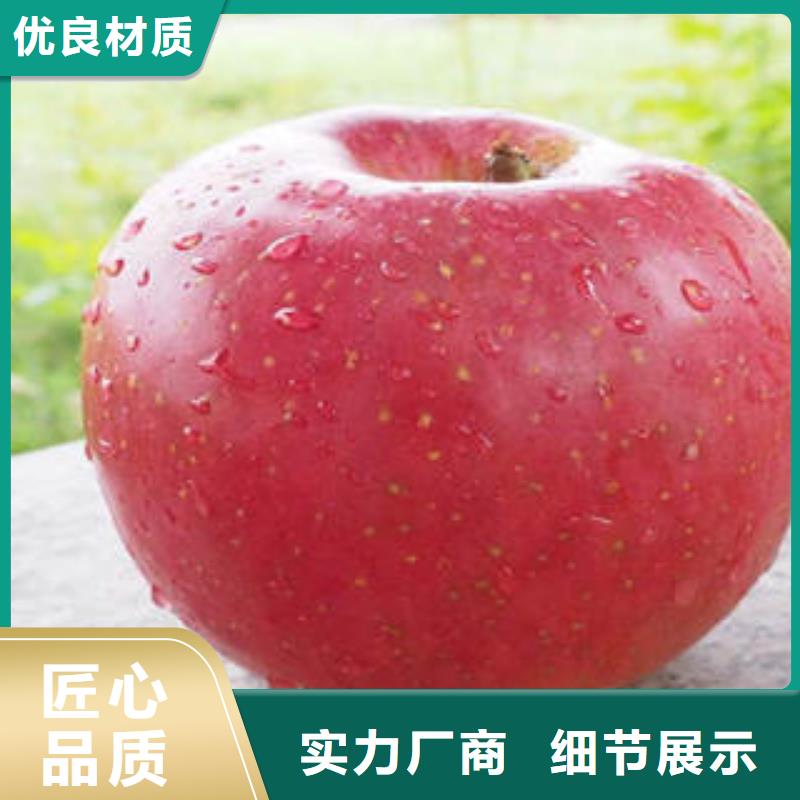 【红富士苹果】嘎啦苹果种类齐全