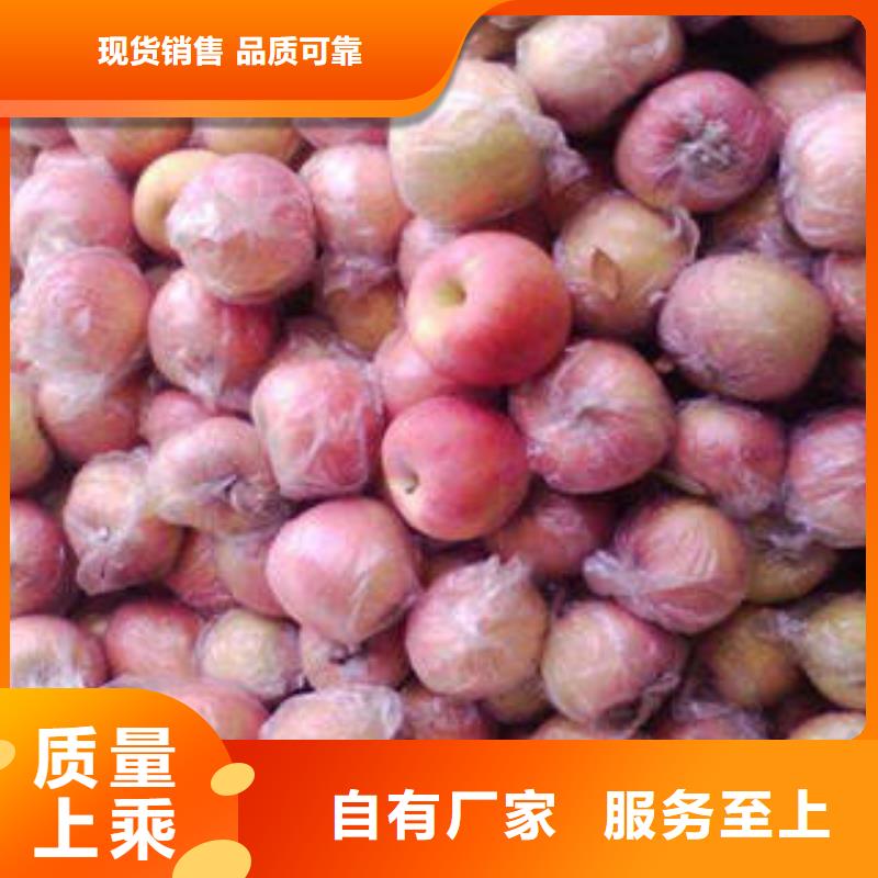 红富士苹果嘎啦苹果可放心采购