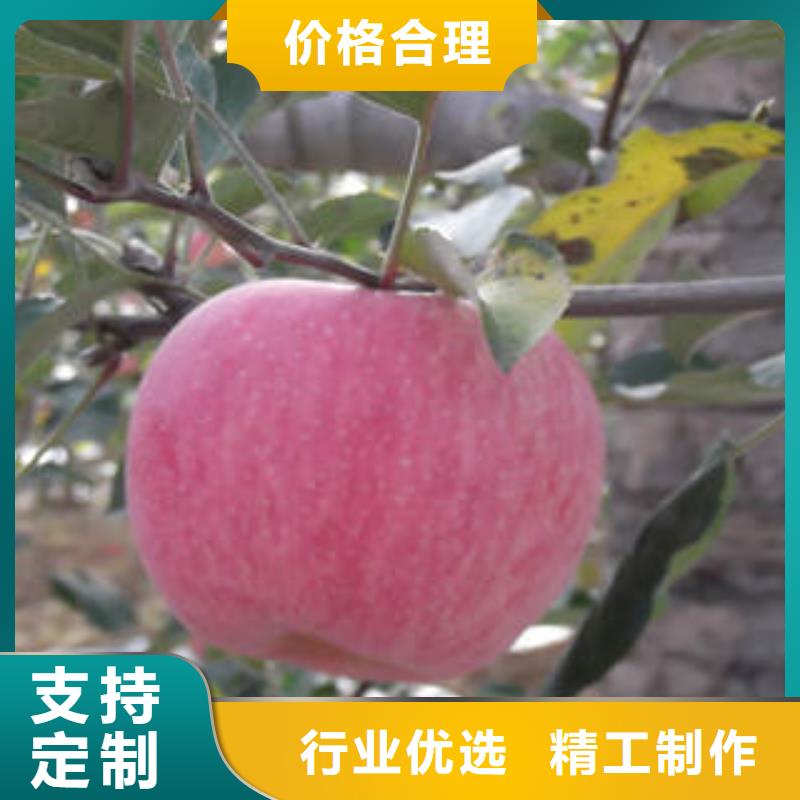 红富士苹果苹果种植基地严格把关质量放心