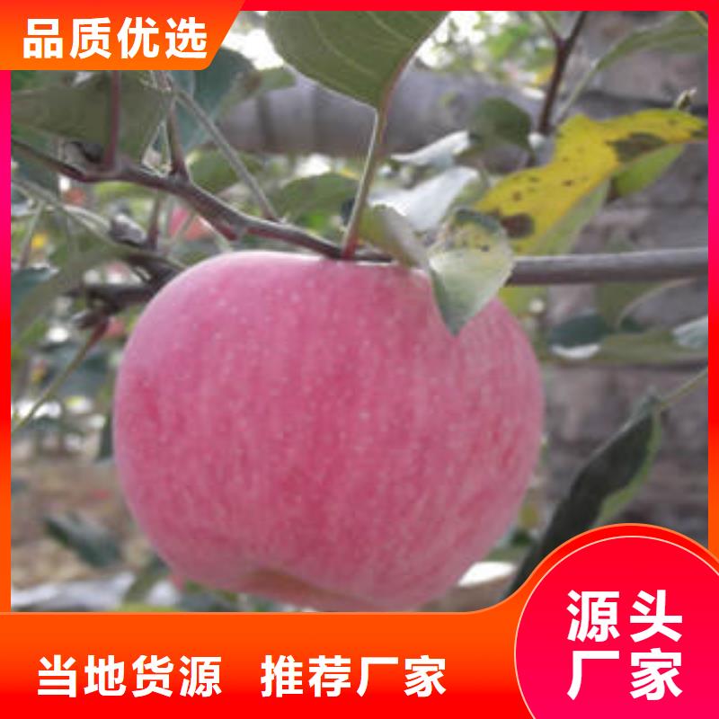 【红富士苹果】嘎啦苹果种类齐全