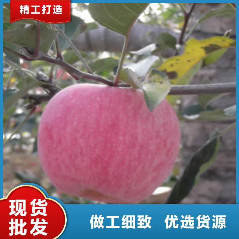 红富士苹果-苹果把实惠留给您
