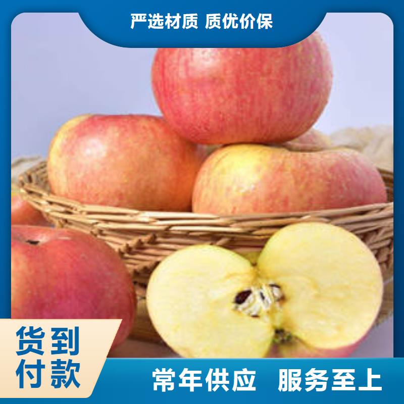 红富士苹果苹果种植基地厂家品控严格