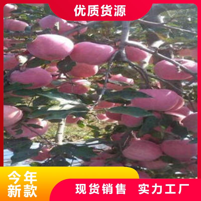 红富士苹果嘎啦苹果可放心采购