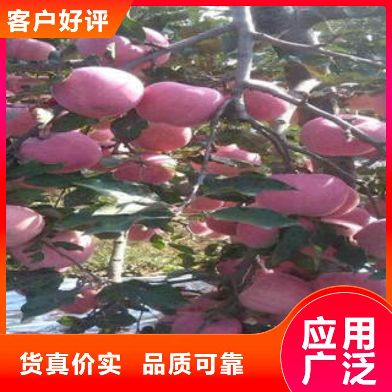 红富士苹果苹果种植基地免费安装
