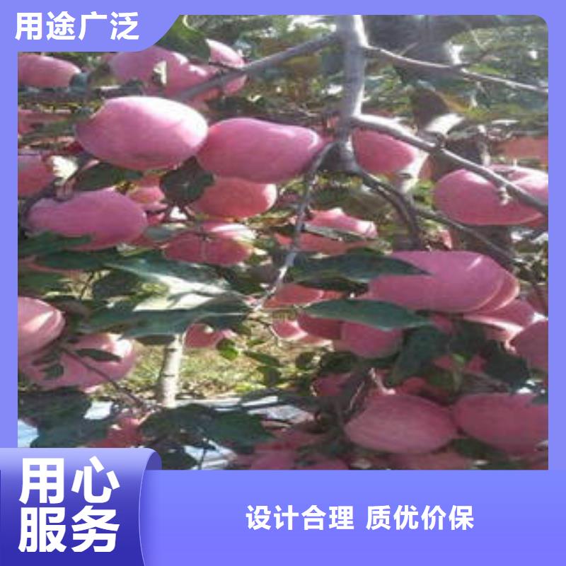 【红富士苹果经久耐用】