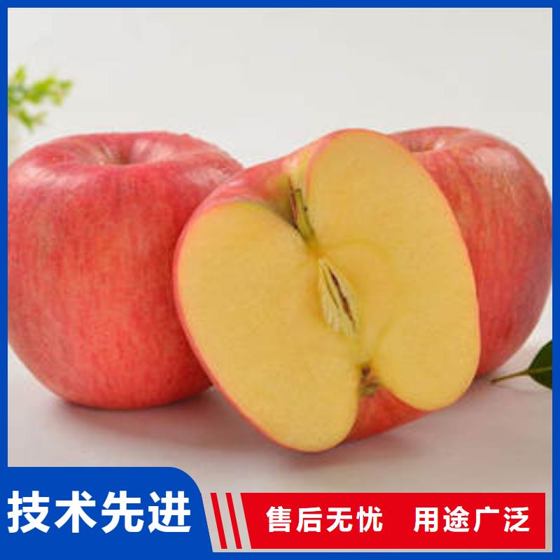 红富士苹果-苹果把实惠留给您