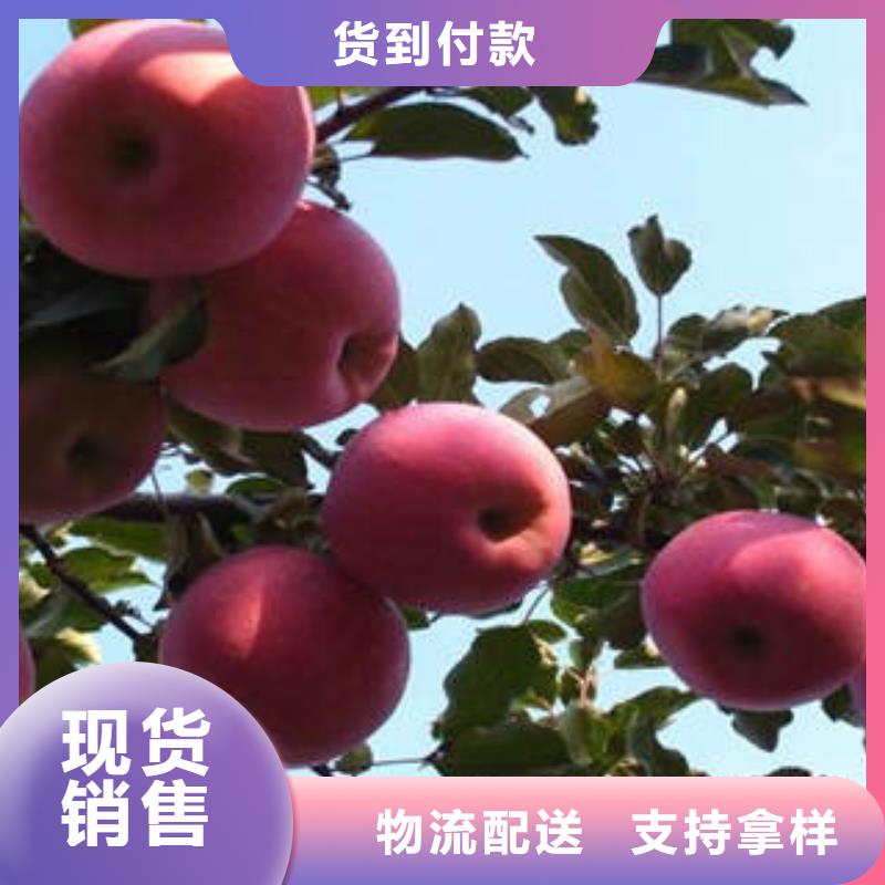 红富士苹果苹果种植基地免费安装