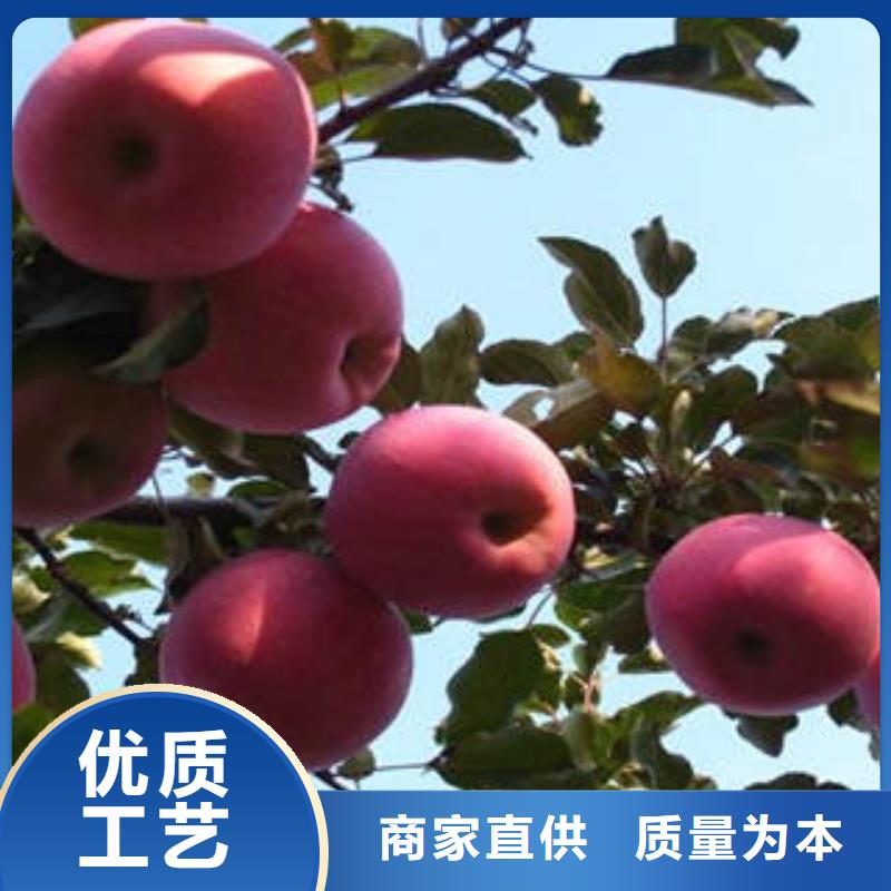 红富士苹果苹果种植基地厂家品控严格
