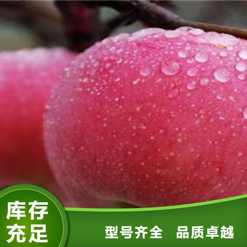 【红富士苹果经久耐用】