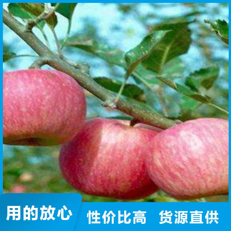 红富士苹果嘎啦苹果可放心采购