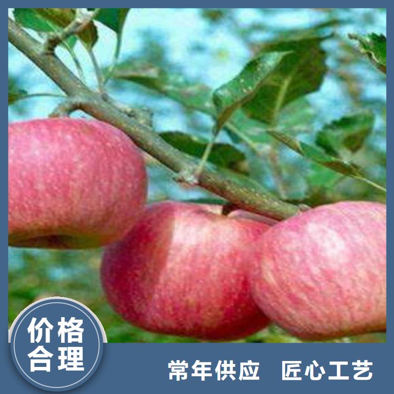 红富士苹果苹果种植基地价格实惠工厂直供