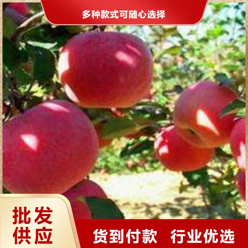红富士苹果-苹果把实惠留给您