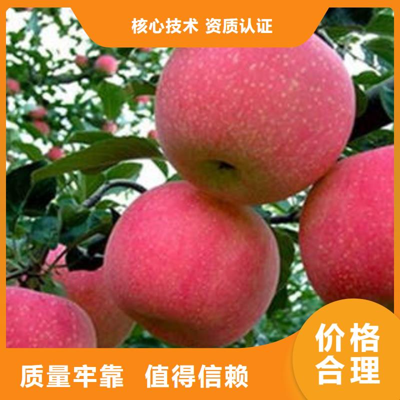 红富士苹果-苹果把实惠留给您