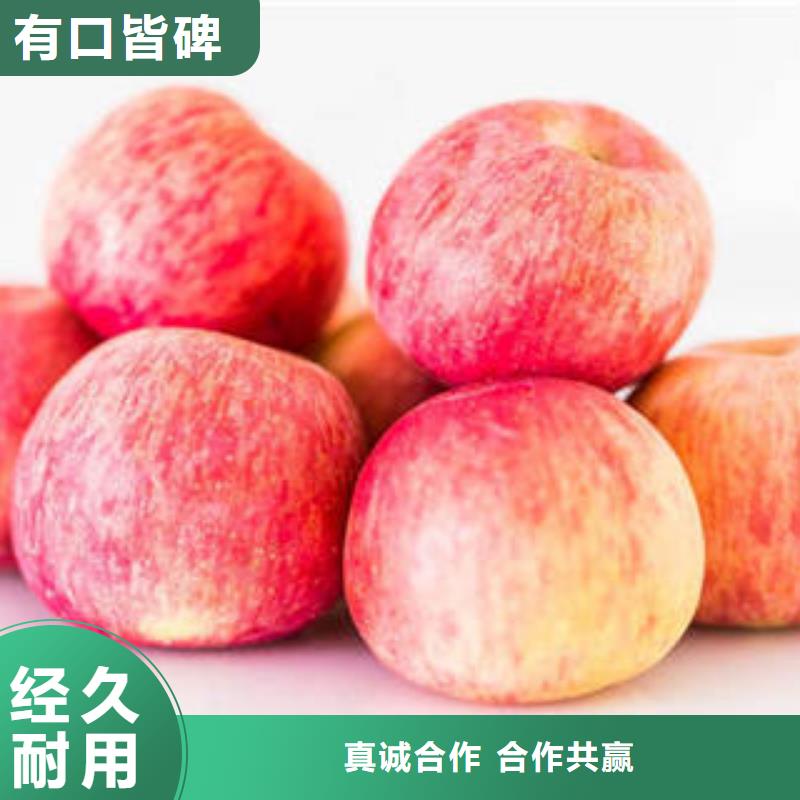 红富士苹果-苹果把实惠留给您