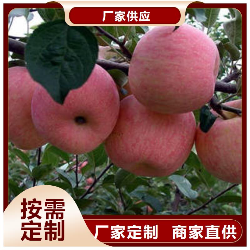 红富士苹果-苹果把实惠留给您