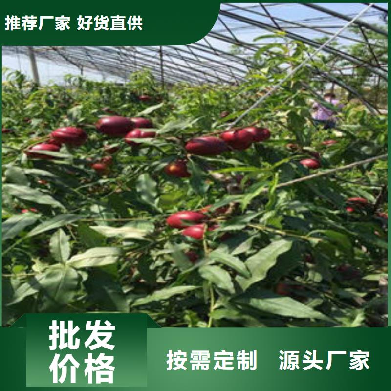 8公分出售