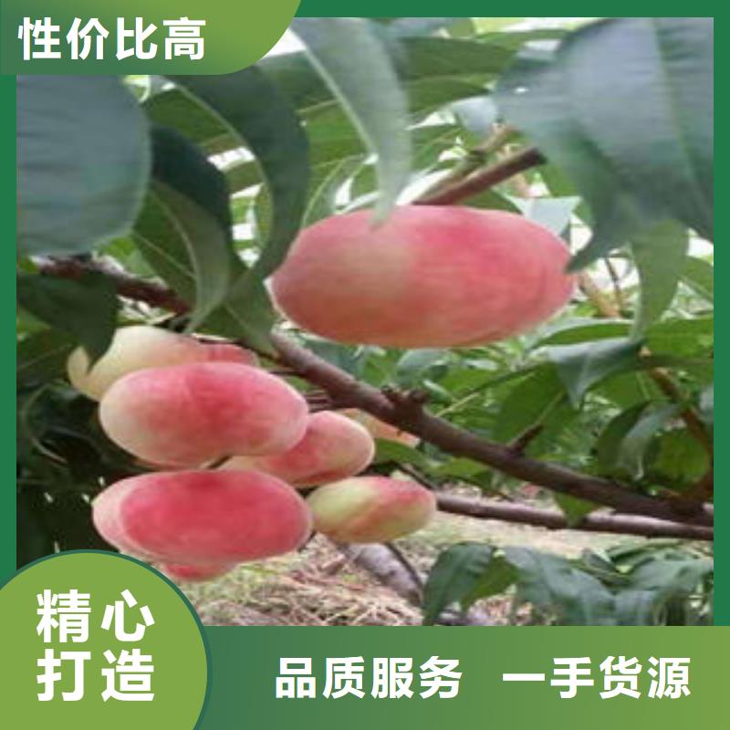 桃树苗,蓝莓苗用心制作