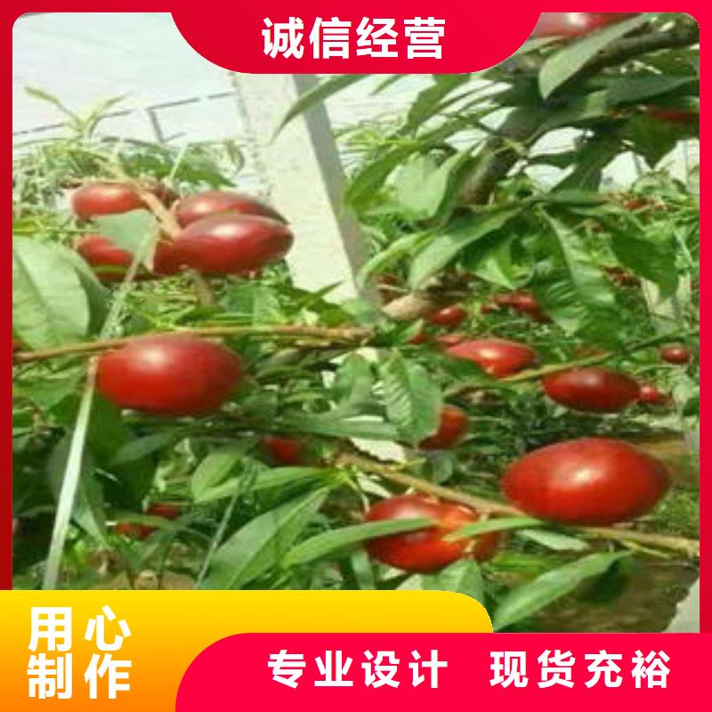 中熟桃树苗品种大全