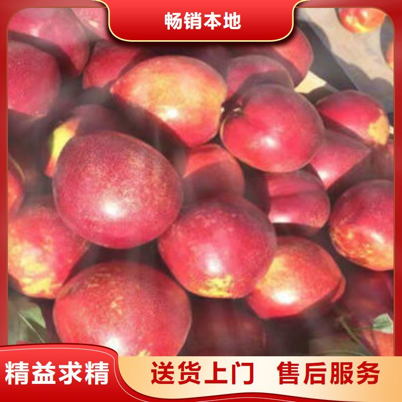 中熟桃树苗品种大全