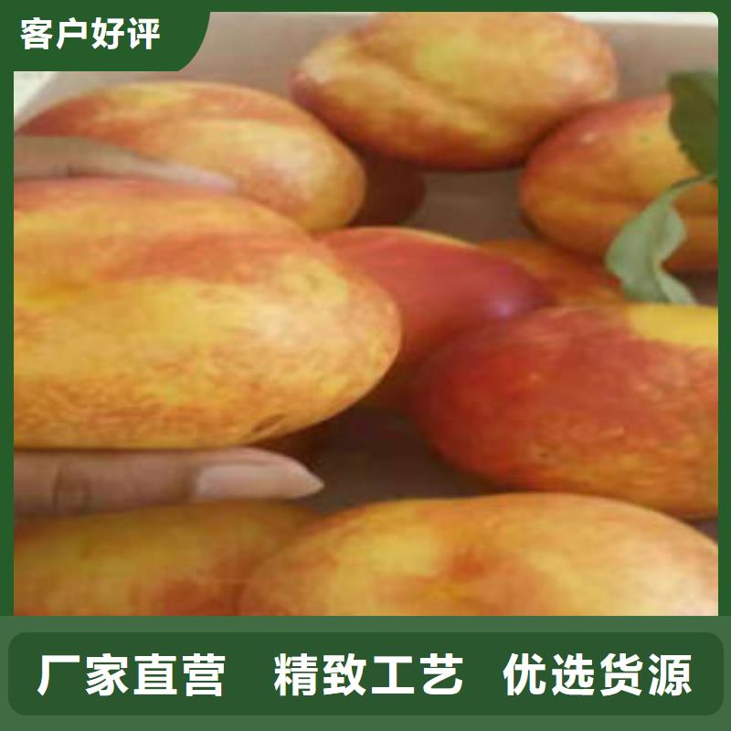 桃树苗,蓝莓苗用心制作