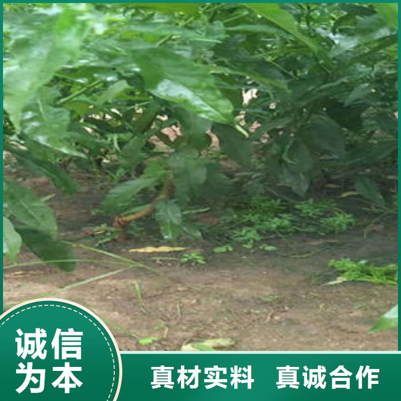 8公分出售