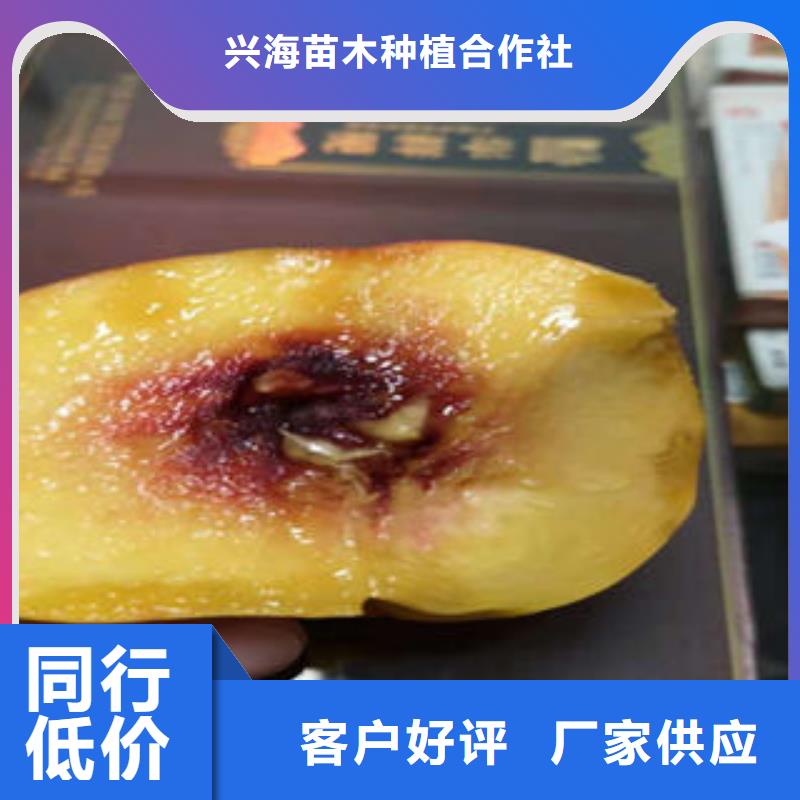 8公分出售