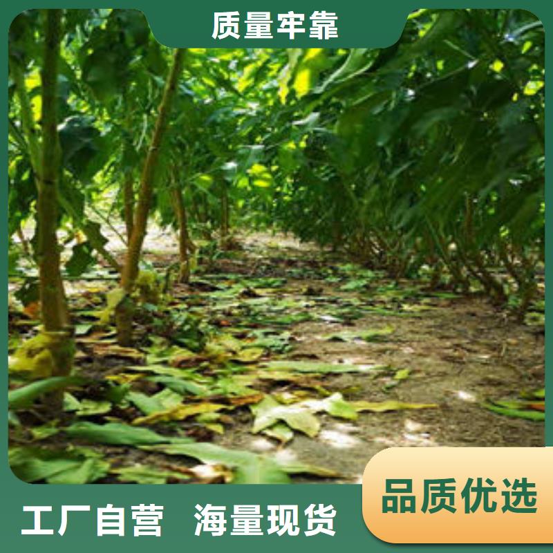 中熟桃树苗品种大全