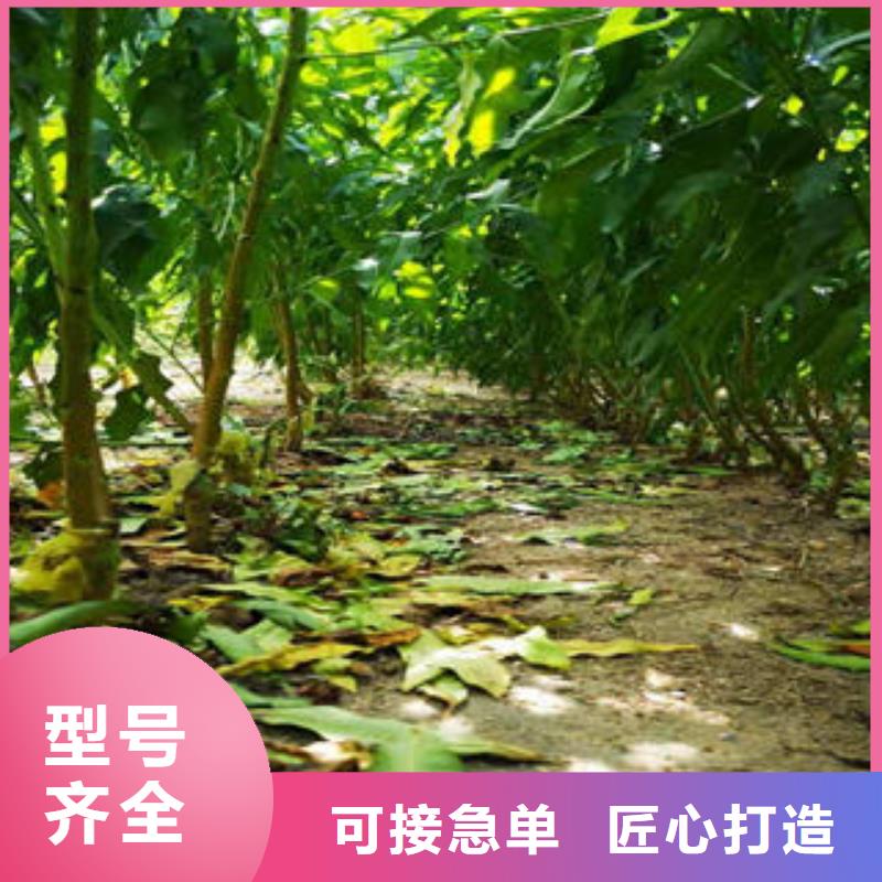 桃树苗,蓝莓苗用心制作