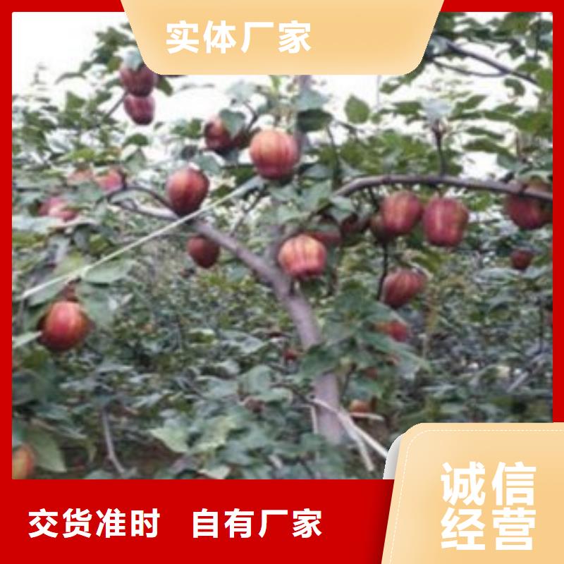 新梨7七号树苗种植时间
