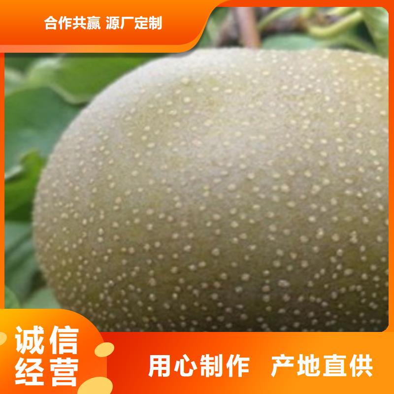 新梨7七号树苗种植时间