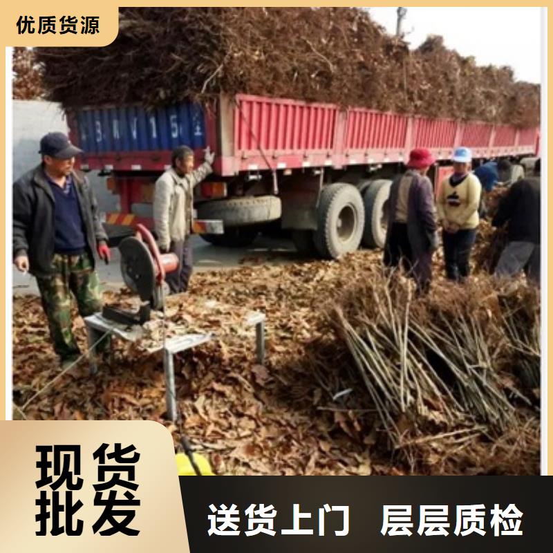 板栗苗梨树苗精心