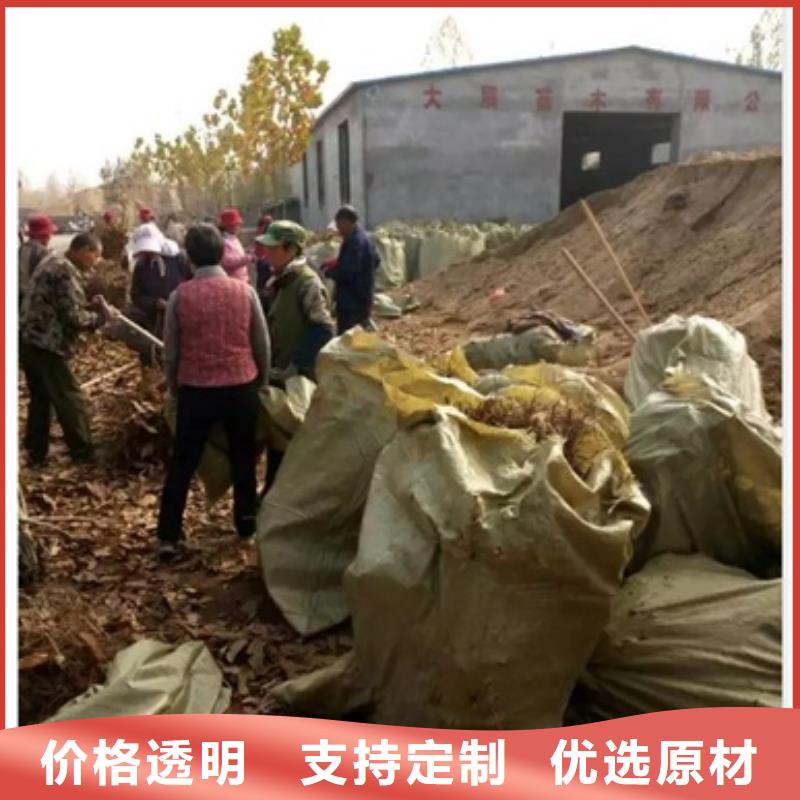 板栗苗核桃苗好产品价格低