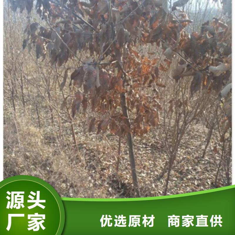 板栗苗梨树苗精心