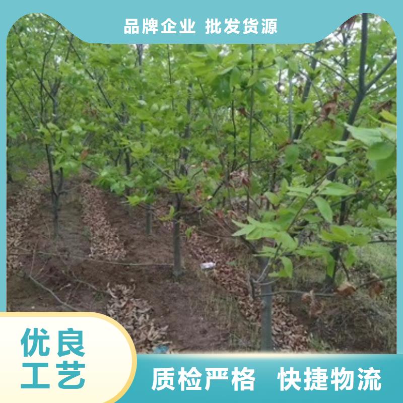 板栗苗核桃苗好产品价格低
