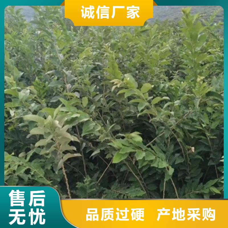 板栗苗梨树苗精心