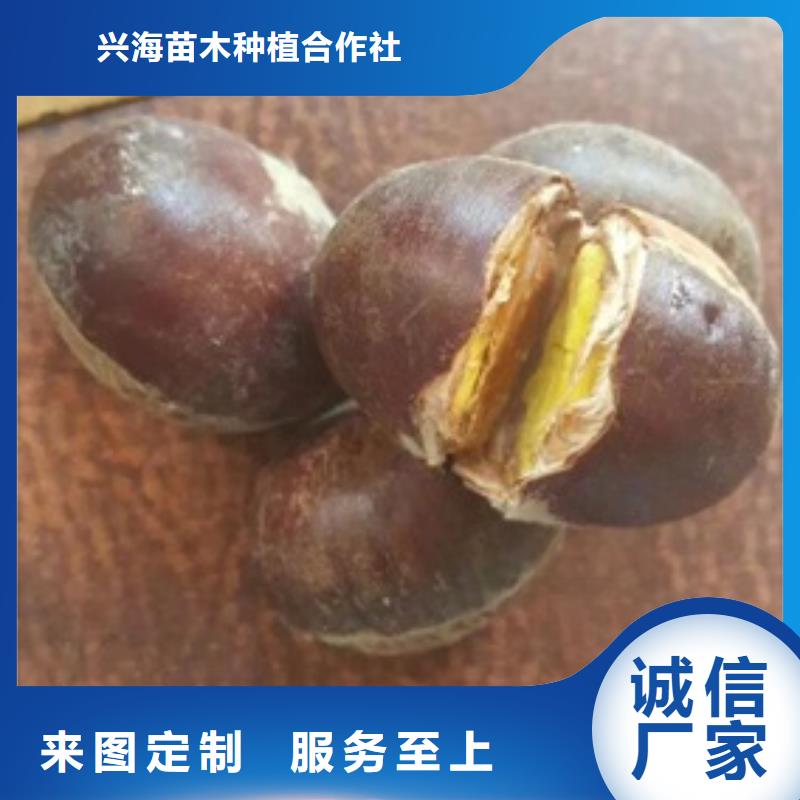板栗苗梨树苗精心