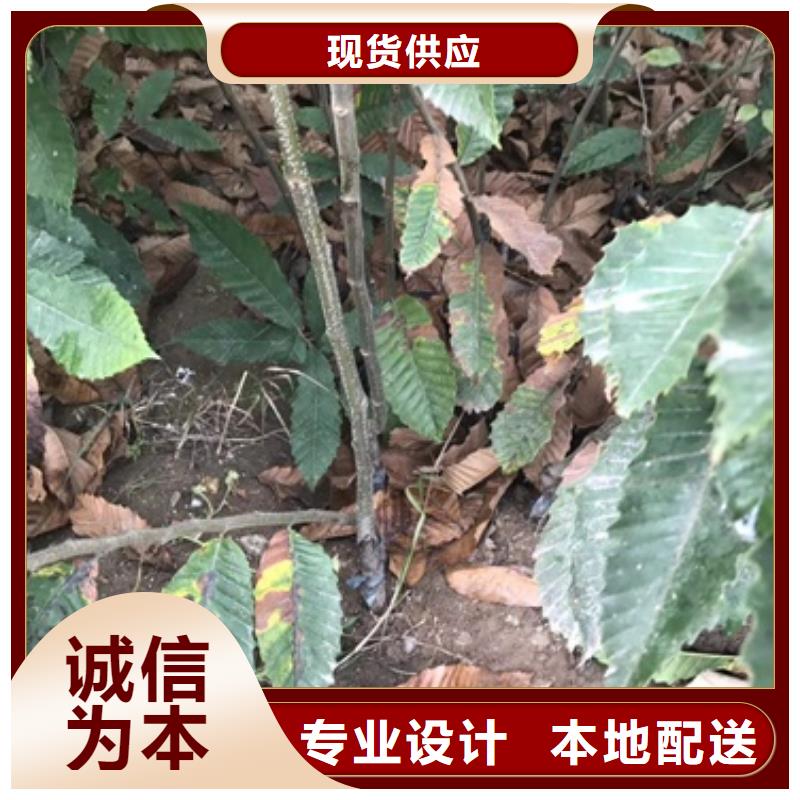 板栗苗梨树苗精心