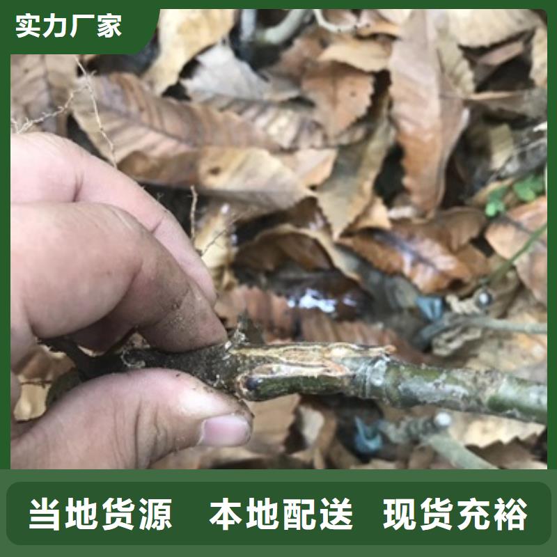 板栗苗梨树苗精心