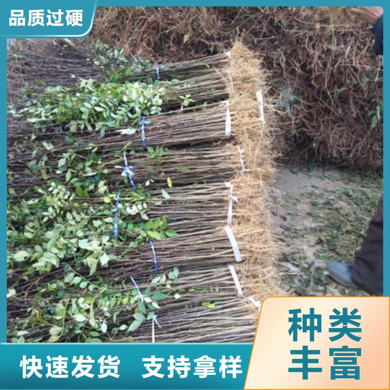 花椒苗-板栗苗一站式采购商家