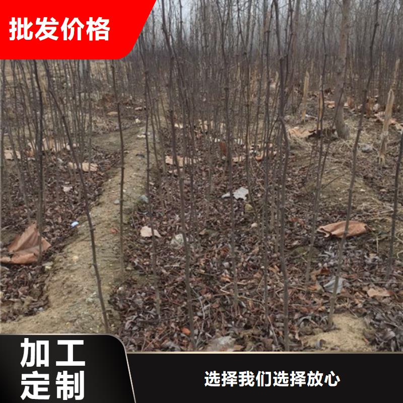 花椒苗-板栗苗一站式采购商家
