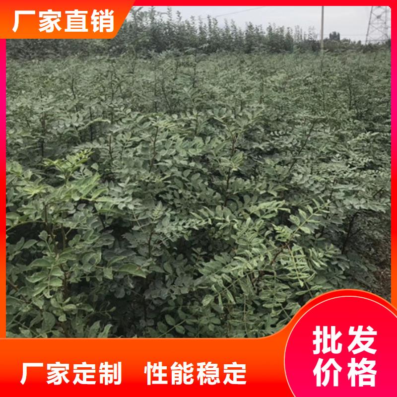 花椒苗-板栗苗一站式采购商家