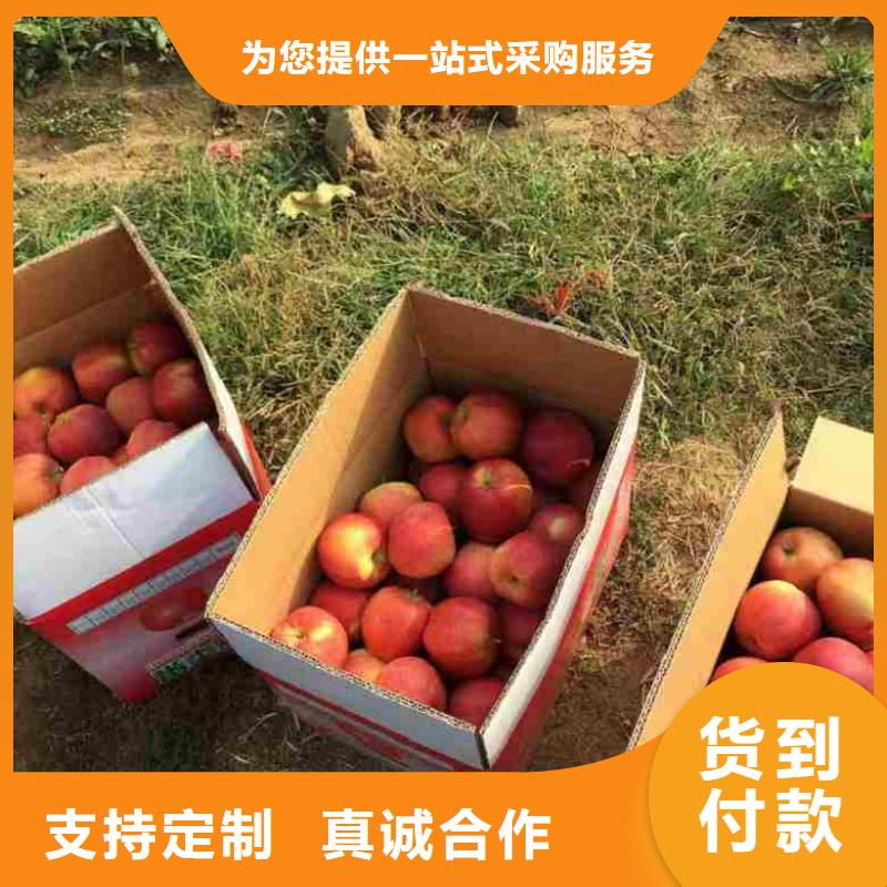 苹果苗核桃苗设备齐全支持定制
