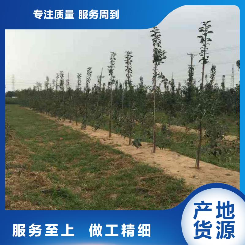 苹果苗核桃苗设备齐全支持定制