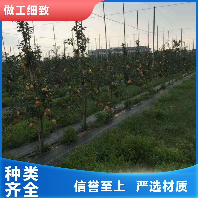 苹果苗核桃苗设备齐全支持定制