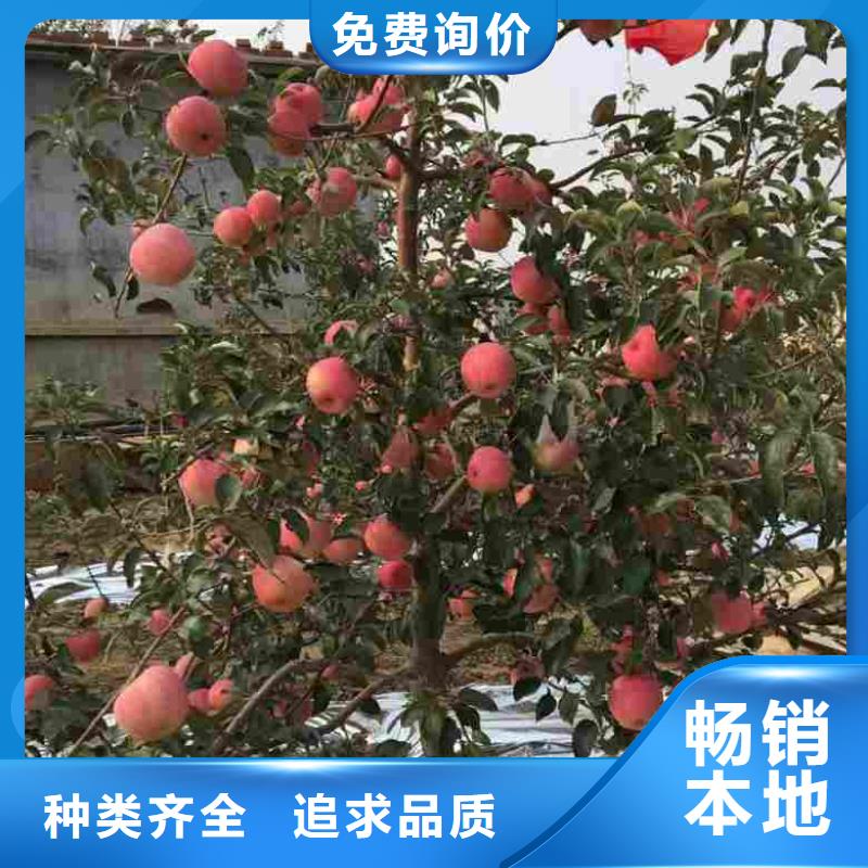 苹果苗核桃苗设备齐全支持定制