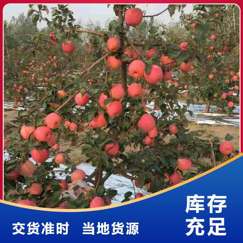 苹果苗核桃苗设备齐全支持定制