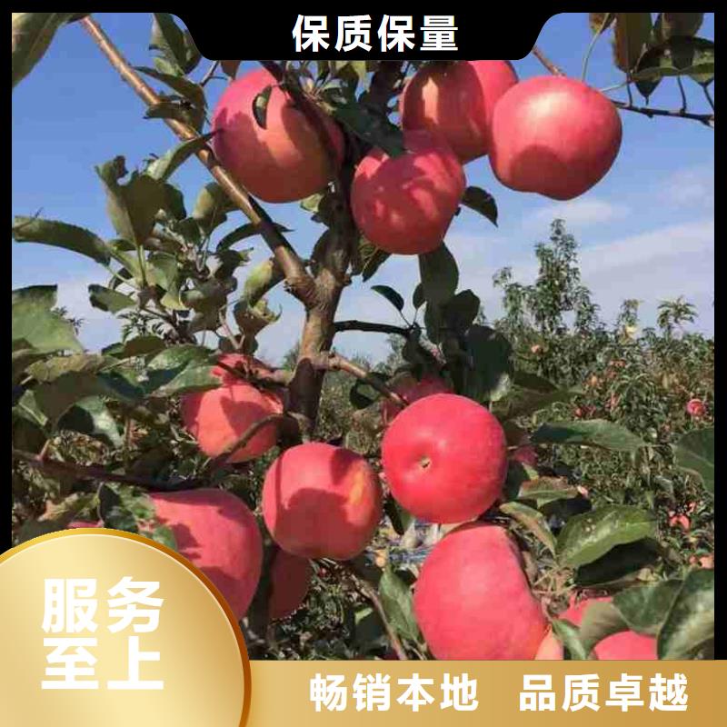 苹果苗核桃苗设备齐全支持定制