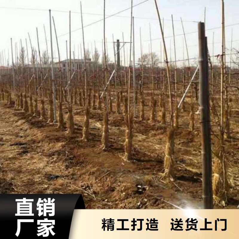 苹果苗核桃苗设备齐全支持定制