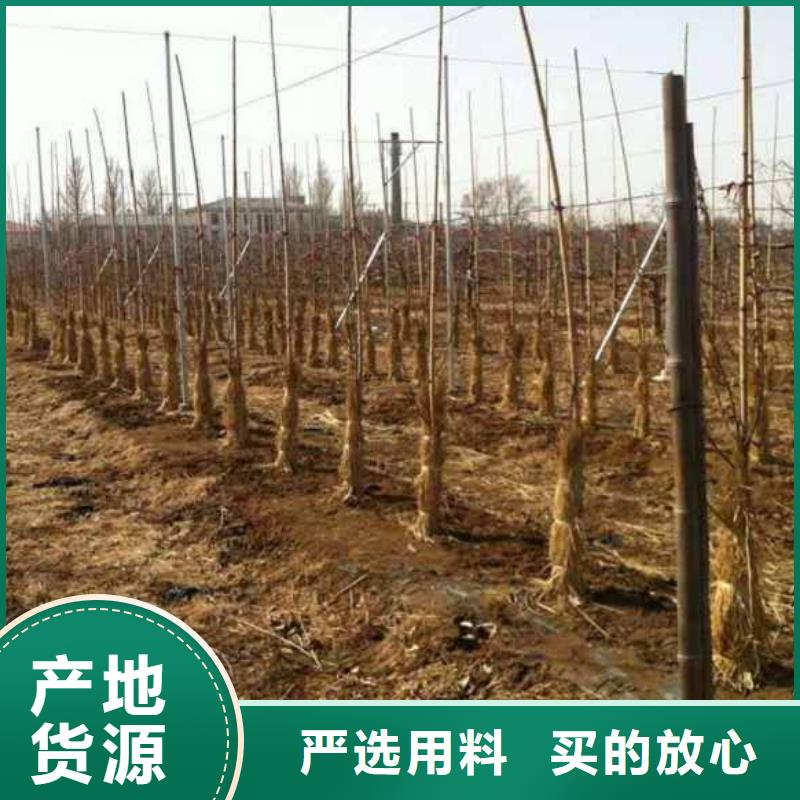 苹果苗梨树苗规格型号全