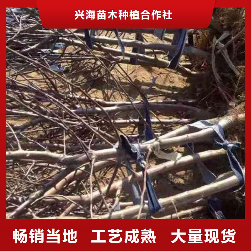 苹果苗梨树苗规格型号全